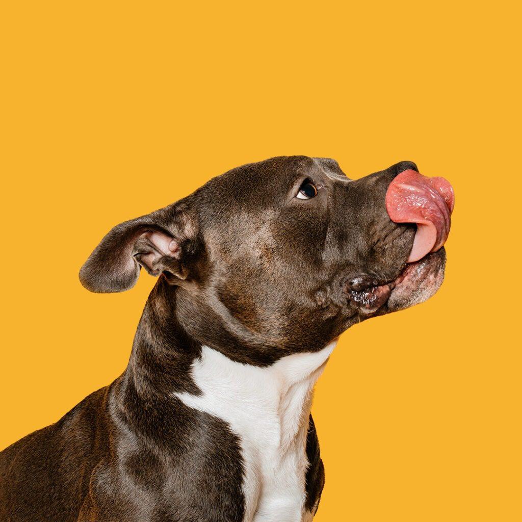 Hero Dog